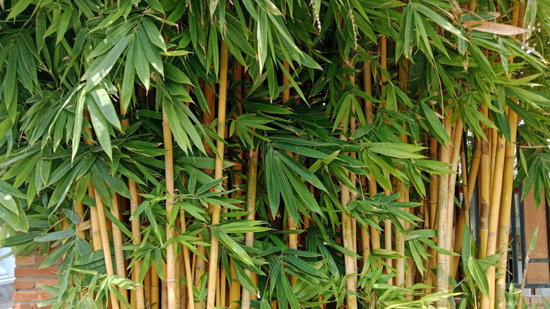 bamboo growing outside